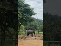 අලි පැංචා කෑම කන්න පුරුදු වෙන හැටි බලන්නකෝ youtubeshorts elephant wildlifekingdom travel