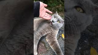 【cat】ロシアンブルーみたいな猫ちゃんが手を攻撃してきた