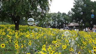 ★ヒマワリとシャボン玉の共演★昭和記念公園（東京都立川市）★Sunflower and soap bubbles（Showa Kinen Park）★