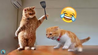 Animali Divertenti 😂 I Video di Cani e Gatti più Divertenti 🐶😺 #1