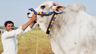 కోడేరు సీనియర్స్ విభాగం బండలాగుడు పోటీలకు వచ్చిన డాక్టర్ ఏ గురునాథ్ గారు కొత్తకోట గ్రామం డోన్ మండలం