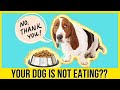 Home Remedies For Dog Vomiting And Upset Stomach - Quick Relief