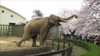 目いっぱい鼻を伸ばして桜の花を食べるゾウ