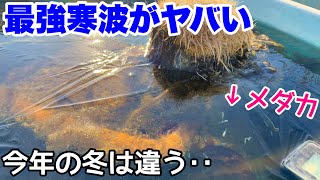 今年の冬はヤバい！今季最強、最長寒波襲来！近年とは違う寒さでメダカ、水生植物は大丈夫！？メダカ睡蓮ビオトープ