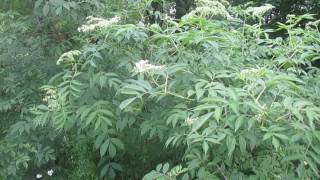 Elderberry Pruning and Coppice