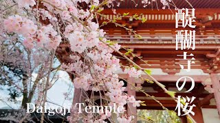 【京都桜🌸の名所】満開の醍醐寺の桜を散策 4K Touring Kyoto in Japan