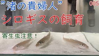 【005】キスの飼育とついてきた寄生虫【マリンアクアリウム】