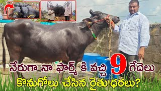 నేరుగా నా ఫార్మ్ కి వచ్చి 9 గేదెలు కొన్న రైతు వాటి ధరలు?9912167572 | Murrah buffaloes for sale