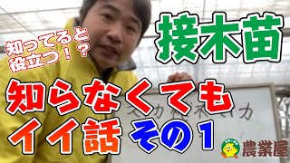 【知ってトクする！？】接木苗の知らなくてもいい話 その1【農業屋】