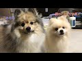 【ポメラニアン ポン＆シンバ】我が家の愛しいポメラニアン　my lovely pomeranian