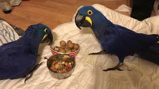 Parrots Sharing food Hyacinth macaw