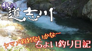 秋の道志川ちょい釣り日記