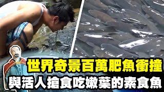 【泰國】世界奇景百萬肥魚滿山共游 與活人搶食的奇異素食魚｜《世界第一等》596集精華版