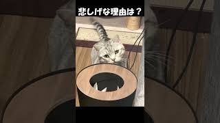 悲しげな理由は？#猫 #ねこ #マンチカン #短足マンチカン#ねこのいる生活  #cat #munchkin #shorts #short