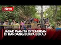 Jasad Wanita Ditemukan di Kandang Buaya Berau, Diduga Korban Pembunuhan