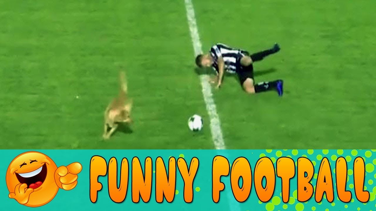 Dog Invades Pitch And Tackles Football Player - YouTube