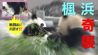 【楓浜🍁シューっとママに奇襲‼️】笹が歯に詰まって(?)パクパクしてる良浜ママ/威嚇のファッ/戦闘前に遊具で爪研ぎ？ #ぽめぱん #PandaChannelbypomeranianfilm