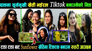 दाङको Sunflower Garden,भाईरल भएपछि || Tiktok बनाउनेको भिड || यस्तो छ Sunflower खेति, gs khabar