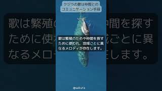 クジラの歌は仲間とのコミュニケーション手段