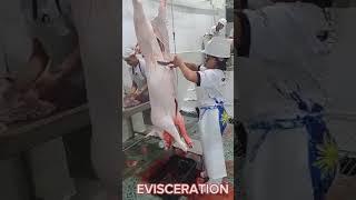 Slaughtering Operation of Swine - SANTO TOMAS  SLAUGHTERHOUSE