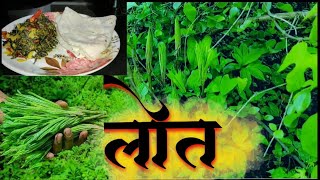 लोत ची भाजी | आयुर्वेदिक रानभाजी | Lotechi  bhaji | रानमेवा | जंगली भाज्या | Forest Food Vegetable