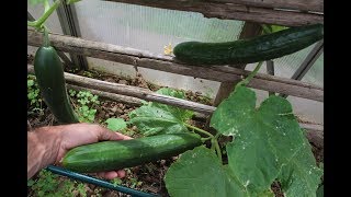 Leckere selbstgepflanzte Gurken im Gewächshaus in nur 3 Wochen/3 times a week in salads/ salatalik