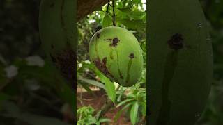 Banginapalli The King of Fruits is the Mango Tree || బంగినపల్లి మామిడి కాయలు