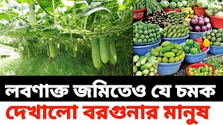 লবণাক্ত জমিতেও যে চমক দেখালো বরগুনা জেলার মানুষ ||  আপনি কি করবেন? সবজি চাষ