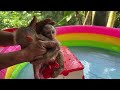 monkey bibo and baby monkey swimming in the pool