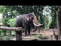 හැමෝම හොයන තායි රාජා ඇතු gifted tusker from thailand