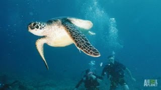 Aftershow: Bella Terra and DJO Tanks | Tanked