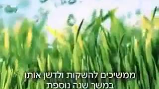 סרטון חובה למי שנמצא בתהליך של שינוי - ראו כיצד הבמבוק מכה שורשים לפני שהוא צומח לגובה