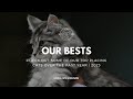 Check out our Bests! | Loving Cats Worldwide CATstravaganza #1's