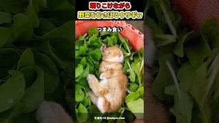 寝ながら畑の野菜食べるウサギw