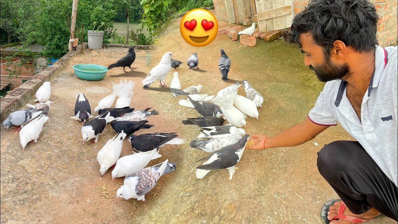 Aj Kabutar Ke Sath ёяшг Youtube