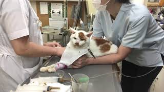 ⑩日本猫のきいちゃんの治療、栄養補助、投薬、光線照射療法、デンタルケア他