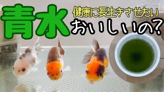 【健康】青水っておいしいの？最近のわが家の金魚メシ事情。