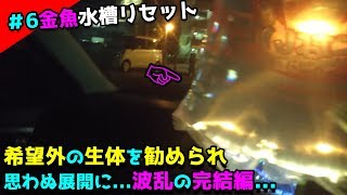 【#6金魚水槽リセット】撮影NGのお店でオススメ生体購入して導入！金魚水槽完結編