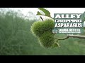 Alley Cropping Asparagus with Mark Shepard