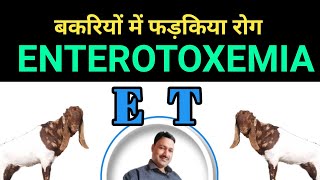 enterotoxemia in goats बकरियों में जानलेवा रोग फड़किया E T in goats जानलेवा दस्त