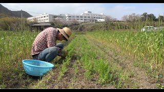 人参の間引き🥕無肥料栽培🌈今回は昨年末蒔いていた人参の間引きをしました🌱ここまでの状況は、畝立て、種まき、草取り1回のみです！肥料も補いも農薬もなしです【自然栽培　自然農法　家庭菜園　野菜畑】