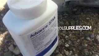 Baiting odorous house ants with Advance 375a