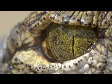 What is Crocodile scientific name?