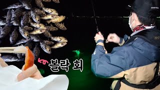 마릿수는 역시 XX! 직접 잡은 볼락 회 썰어 먹방! Rockfish lure fishing