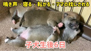 柴犬子犬生後6日❤️子犬の鳴き声・寝る・転がる・ママの枕にされる