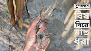 সুন্দরবনে বিষ দিয়ে মাছ ধরা। Sundarbon fishing