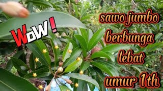 Tips Merawat Pohon Sawo Jumbo Agar Berbuah Lebat