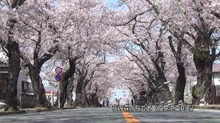 東北の春巡り（３）　夜の森の桜並木（福島県富岡町）