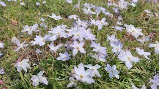 3125#道端の草花#ハナニラ#花韮#南大沢5丁目#Roadside flowers#Ipheion uniflorum#20240402