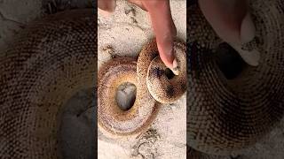 یہ بھی سانپ ہے #viralvideo #snake #nature #wildlife #venomoussnake #shorts